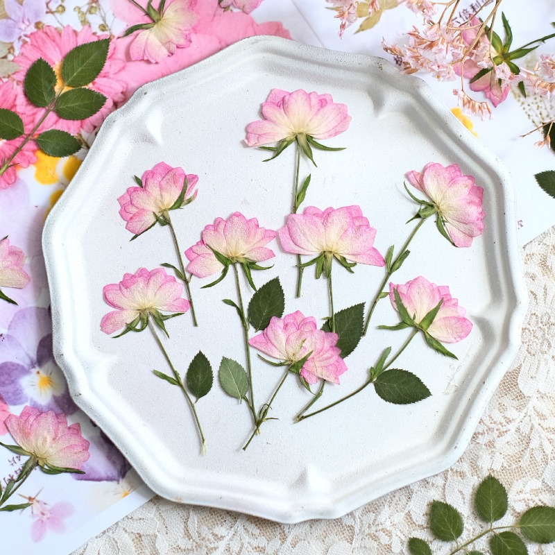 12 ชิ้น, ดอกไม้แห้งอัดแท้สำหรั - Resin Craft Ideas บทวิจารณ์และราคา